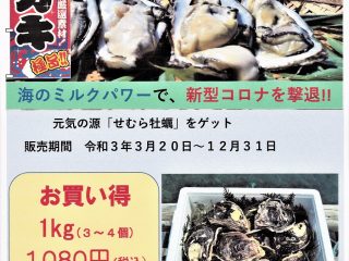 せむら牡蠣 青海島特産岩がき